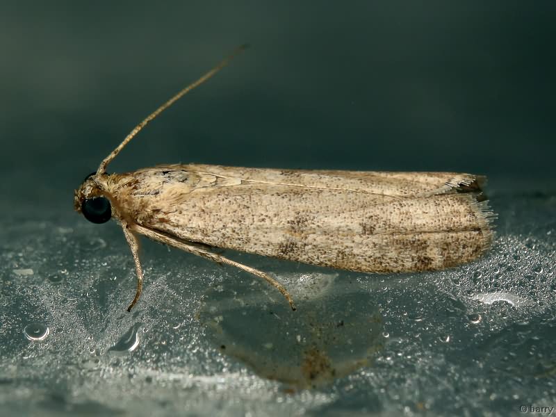 Pyralidae